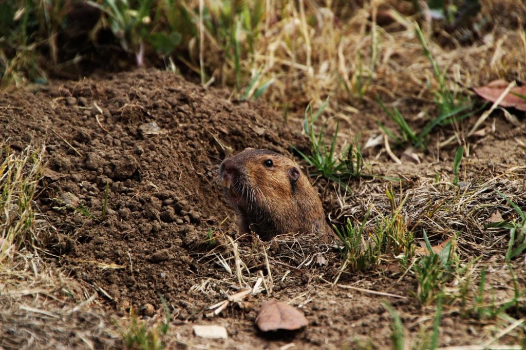 gopher coming from underground