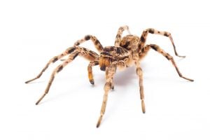 House Spider on White Background