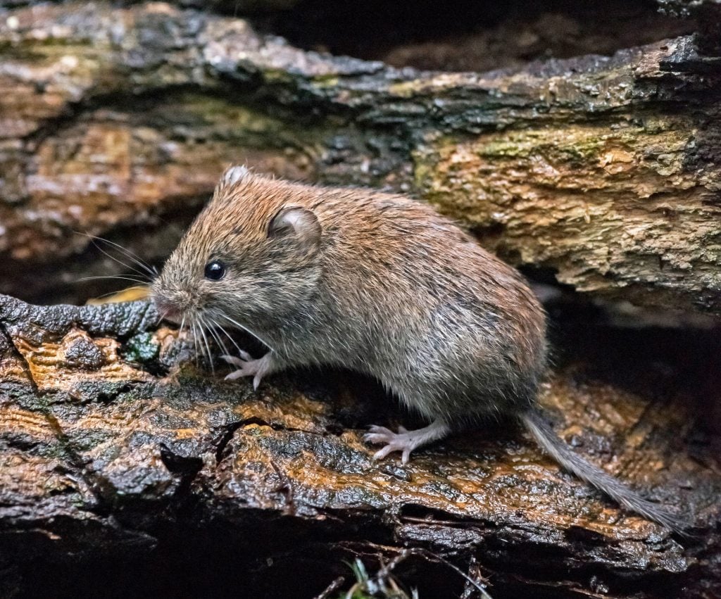 Bank vole walking over wet deadwood in forest.