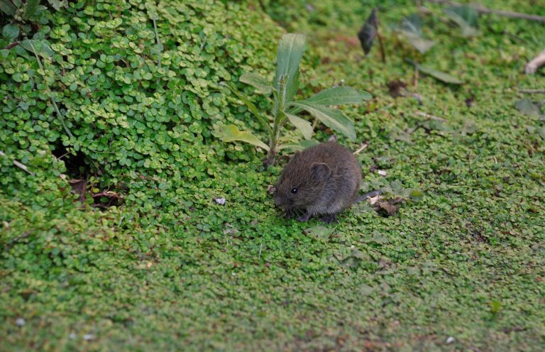 pest voles in a Monument garden pest voles in a Monument garden