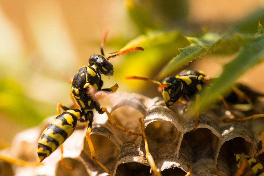 paper wasps