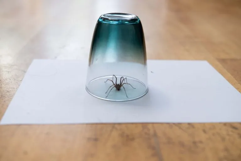 spider under cup what household products kill spiders