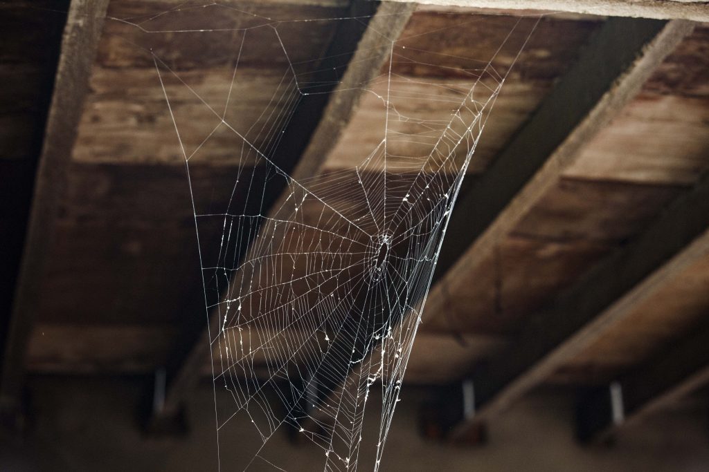 spider web backyard