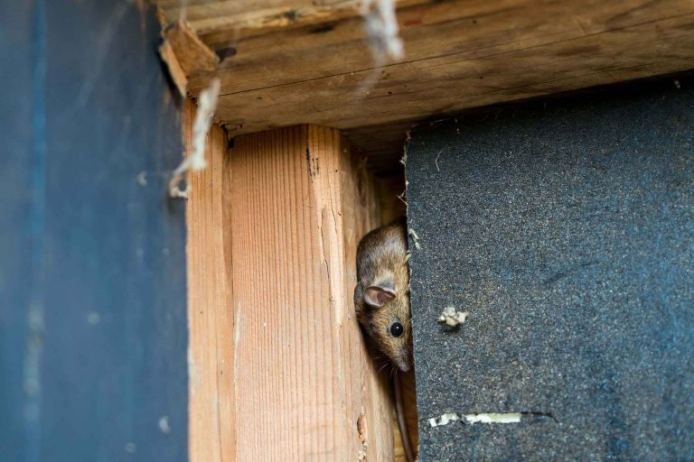 mouse infestation inside walls mouse infestation inside walls