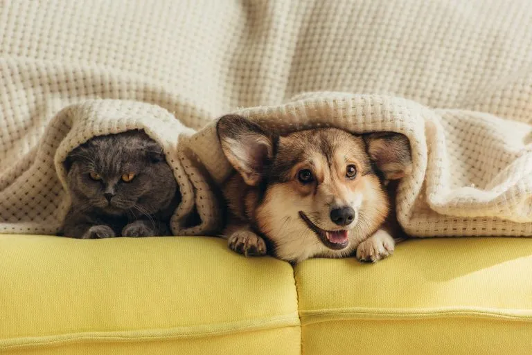gray cat and corgi