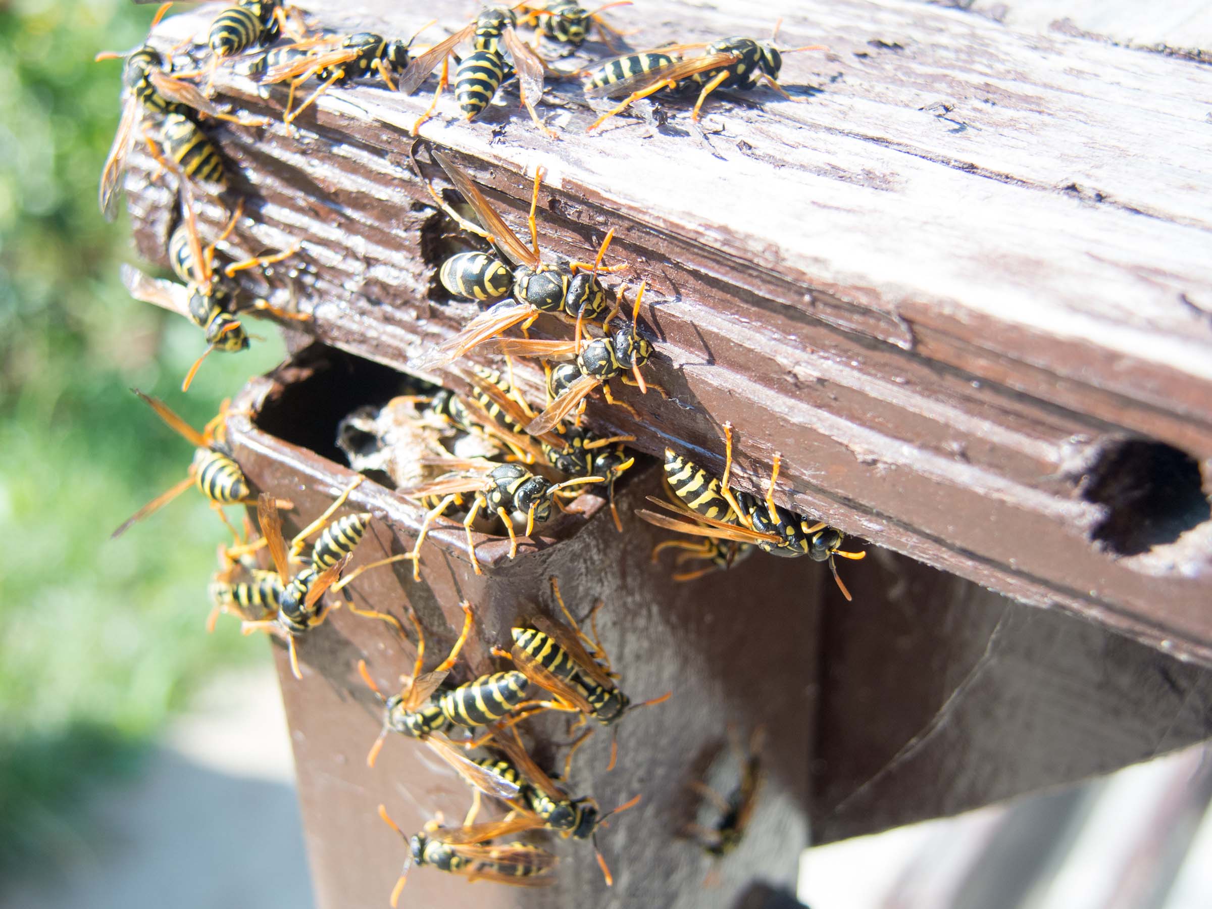 hornet nest over fence