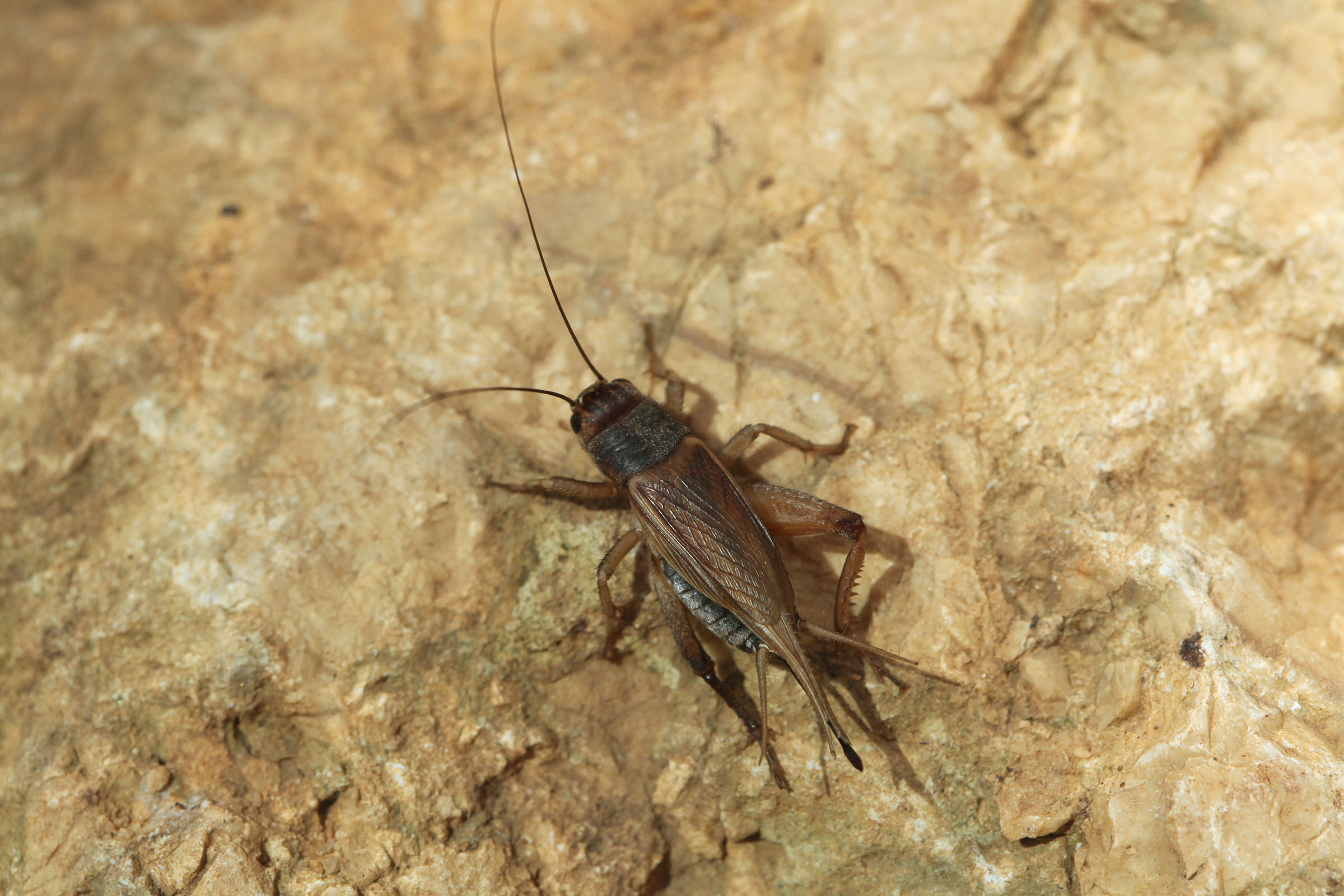 House cricket close up
