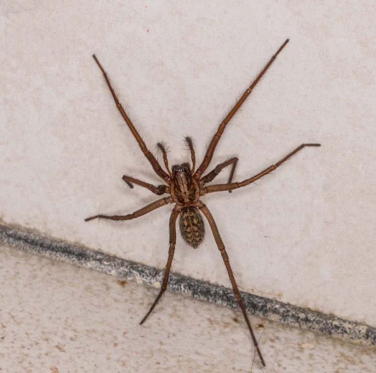 large house spider