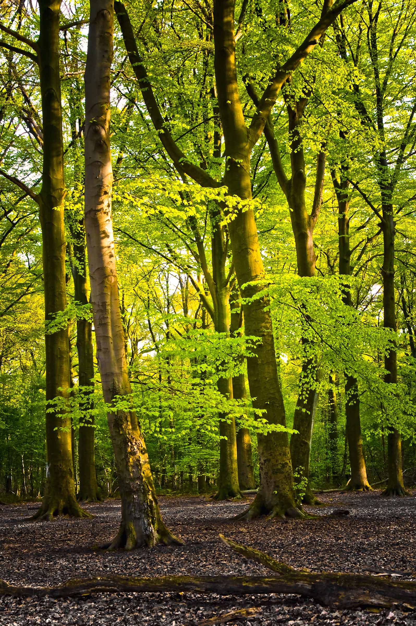 Trees and cover where crickets shelter