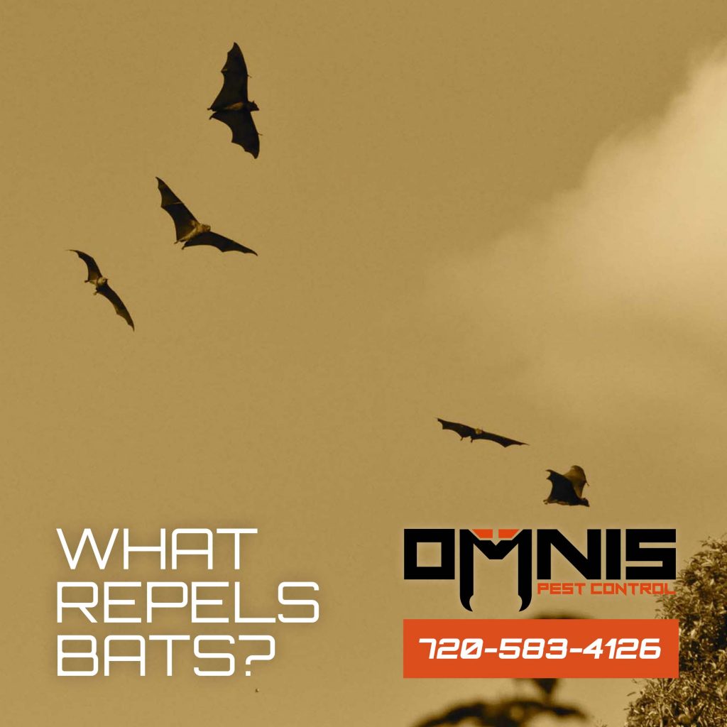 What Repels Bats?