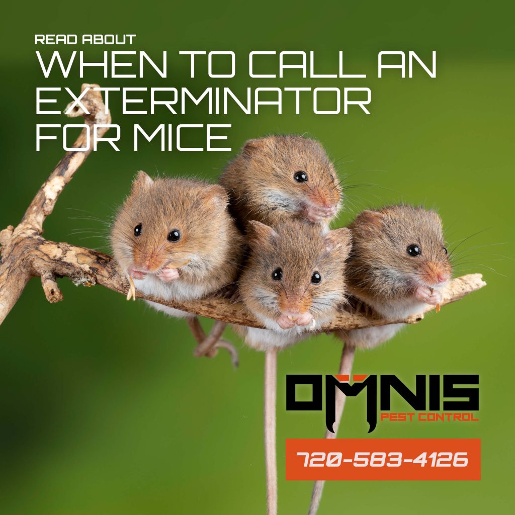 When To Call An Exterminator For Mice
