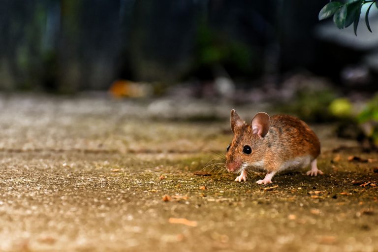 mouse eye to eye 4397581 mouse eye to eye 4397581