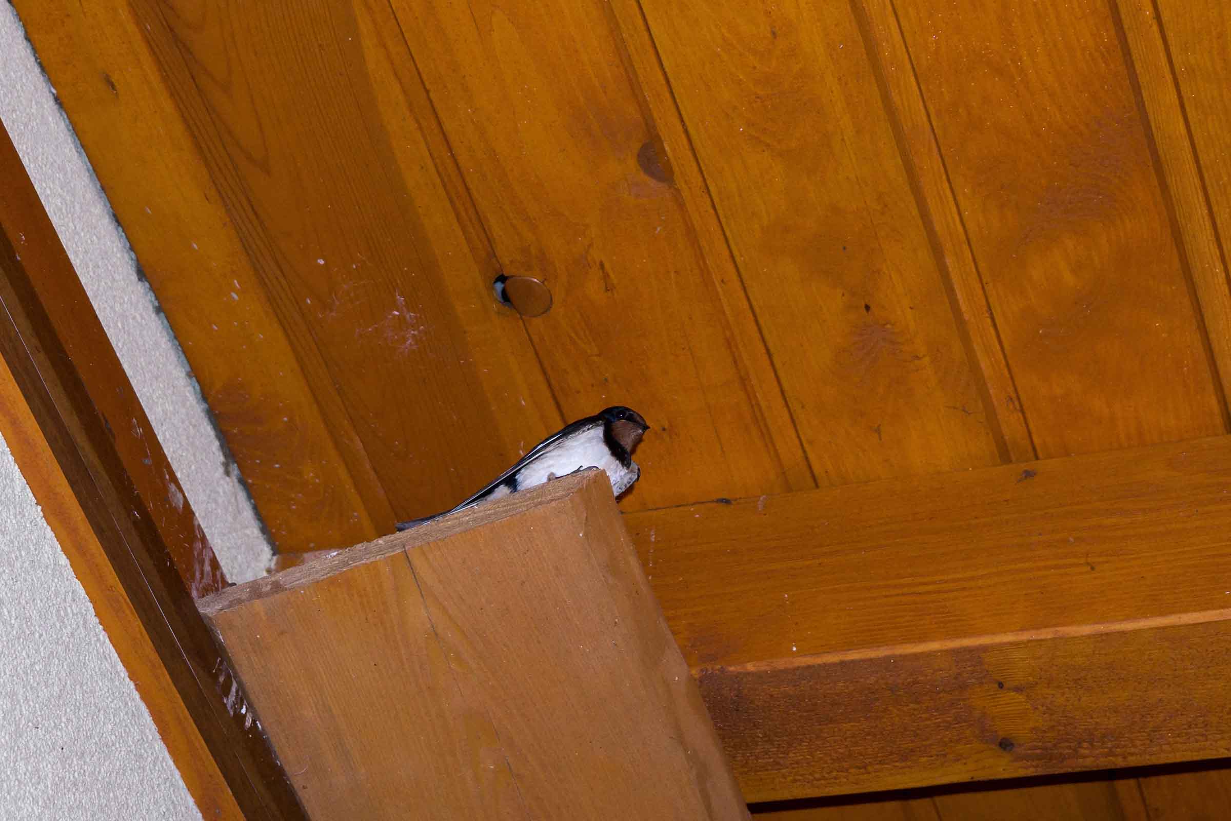 A swallow bird inside a building high up, close to the ceiling.