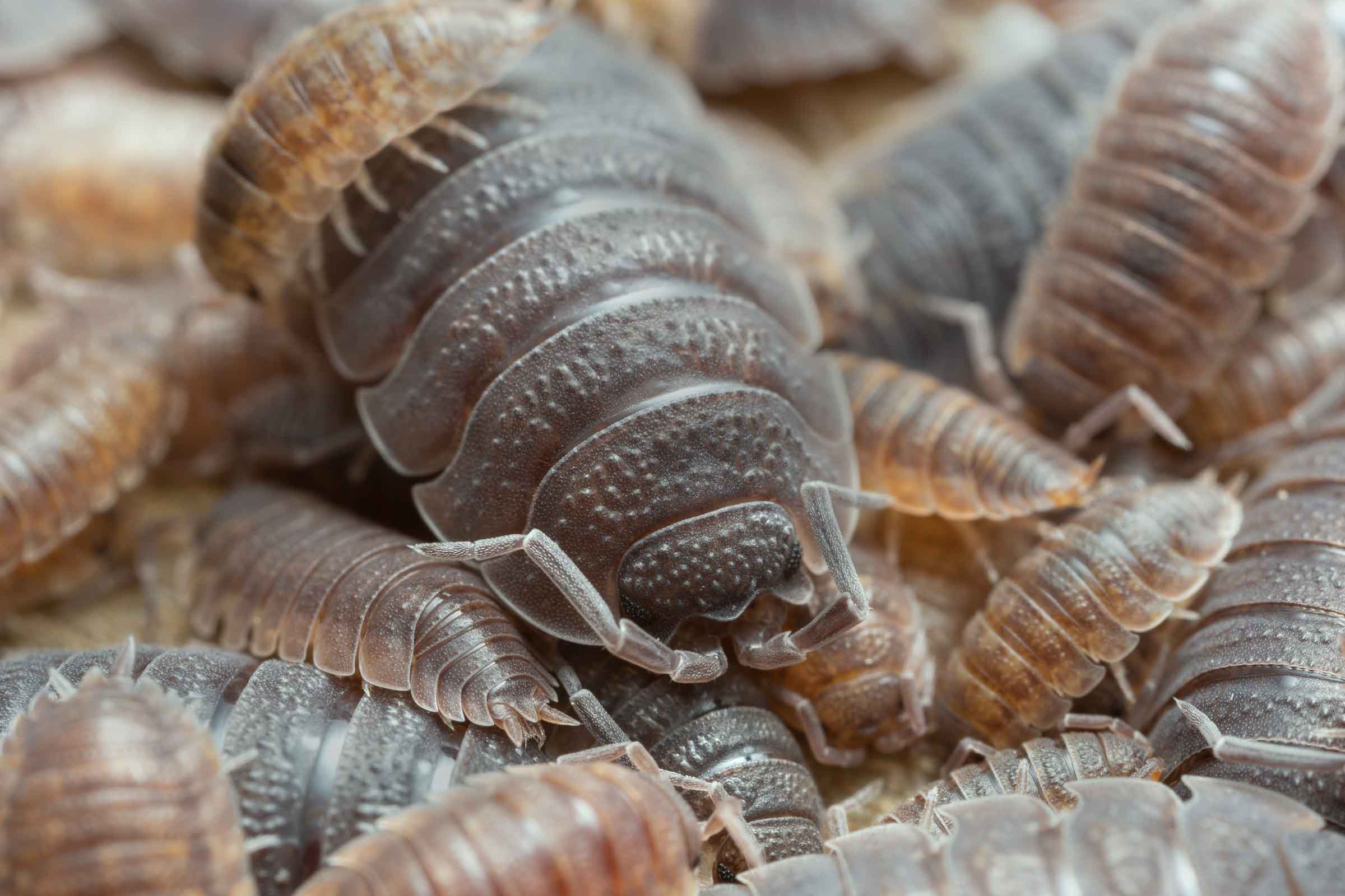 All life stages of a pill bug
