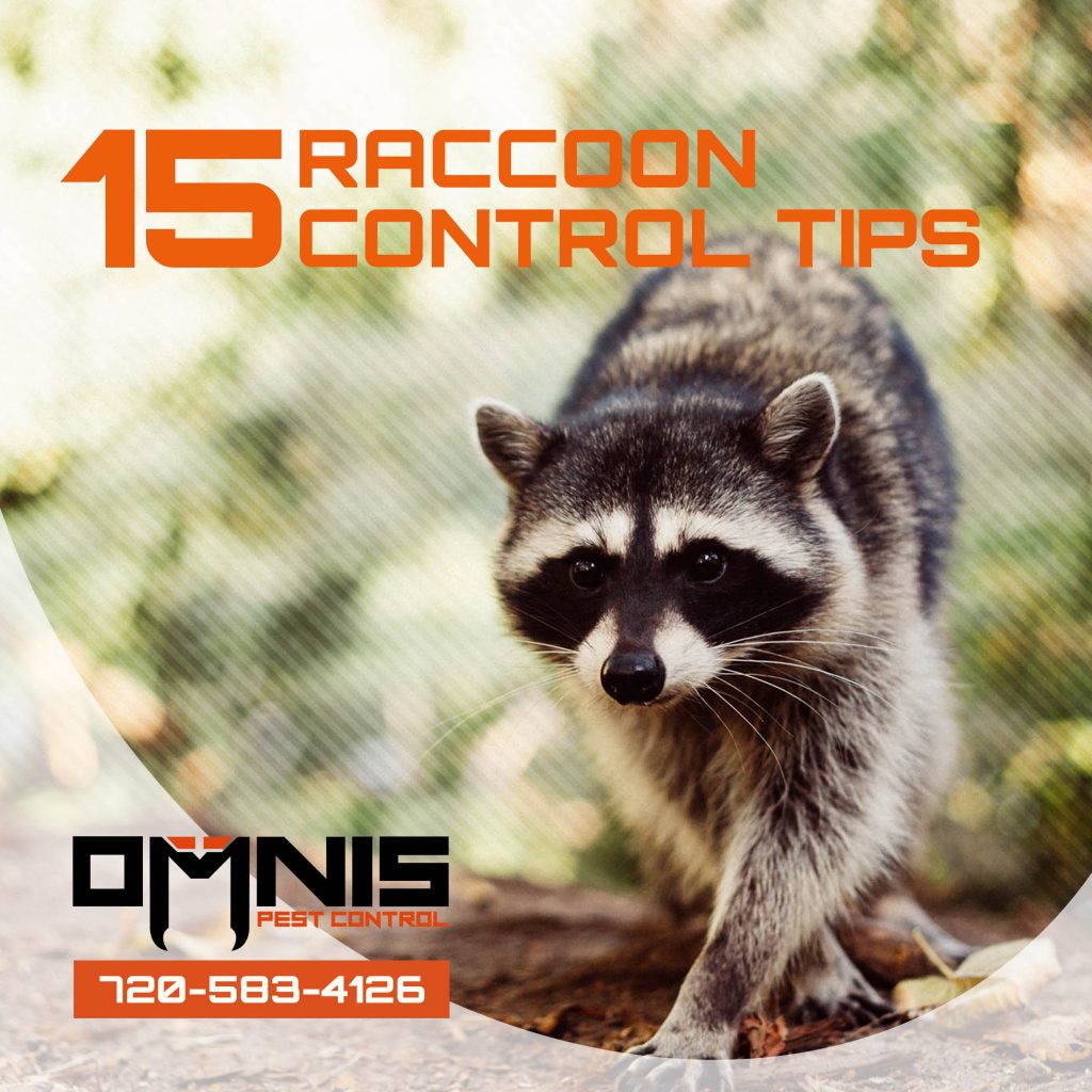 15 Helpful Raccoon Control Tips