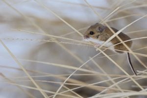 field mouse in yard of Monument home