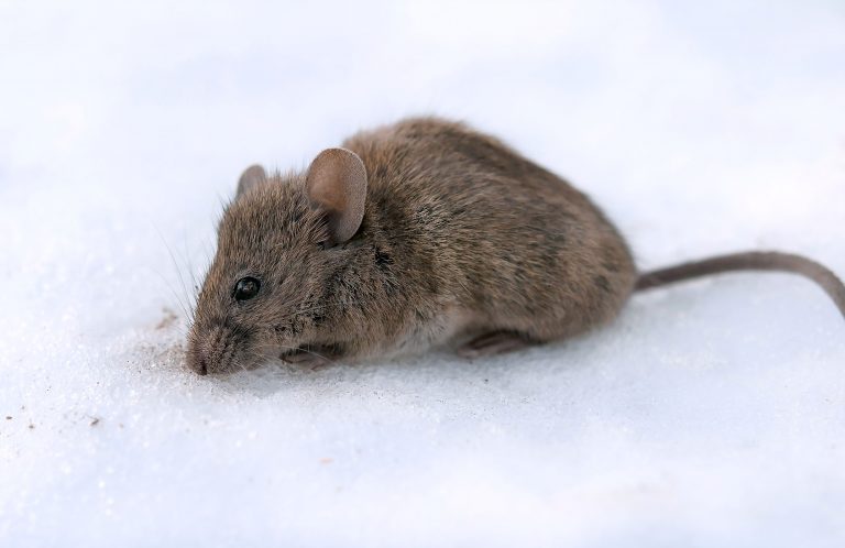 house mouse in the snow