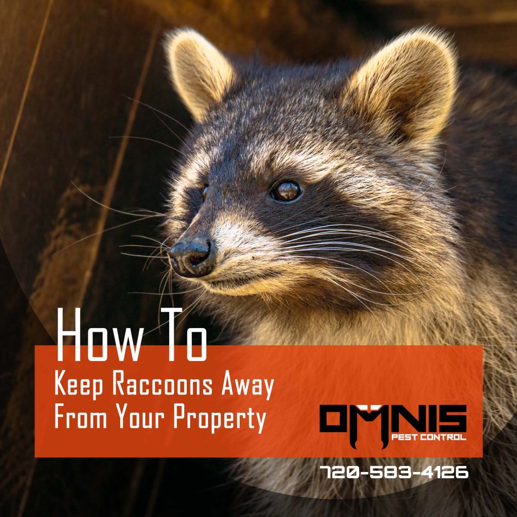 How To Keep Raccoons Away Naturally
