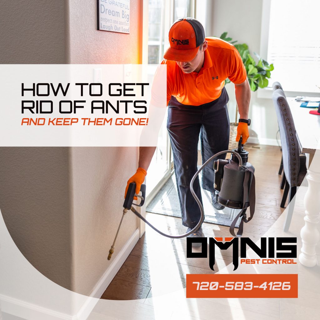 How To Get Rid Of Ants