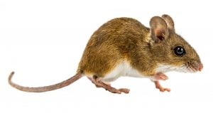 seeing a mouse on your property contact OMNIS Pest Control for Black Forest pest control 