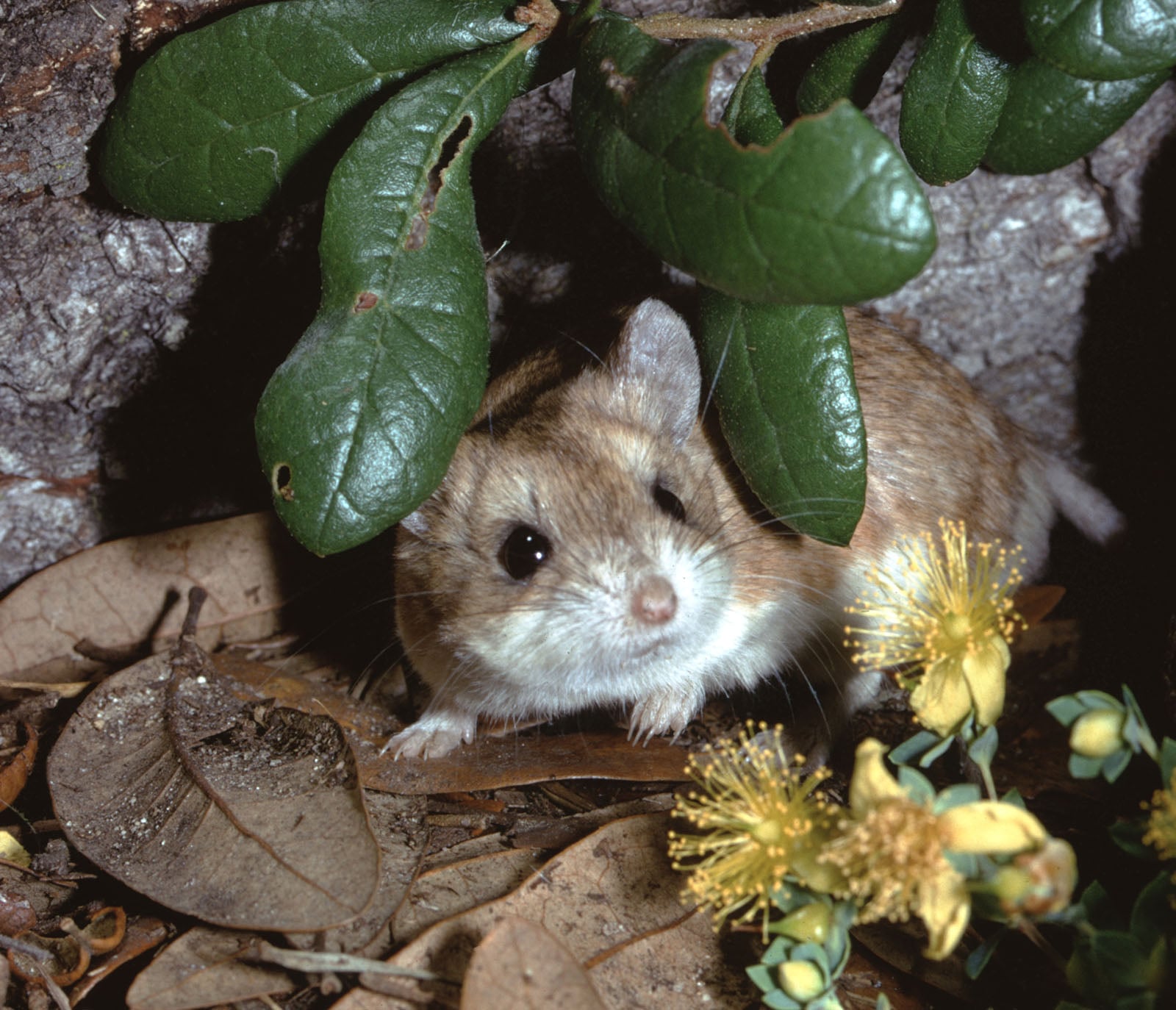 grasshopper mouse hiding in garden
