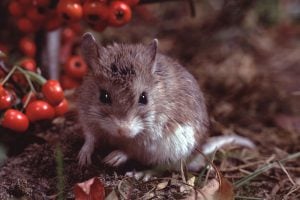 grasshopper mouse in yard