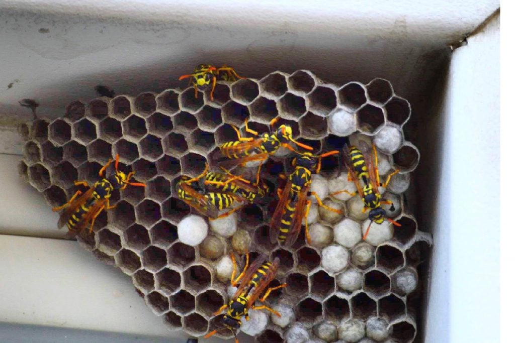 wasp nest on siding of a Castle Rock home in Founders Village pest control removes wasp nest and spray treatments.