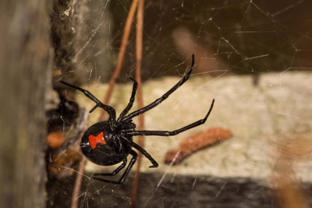 professional black widow removal
