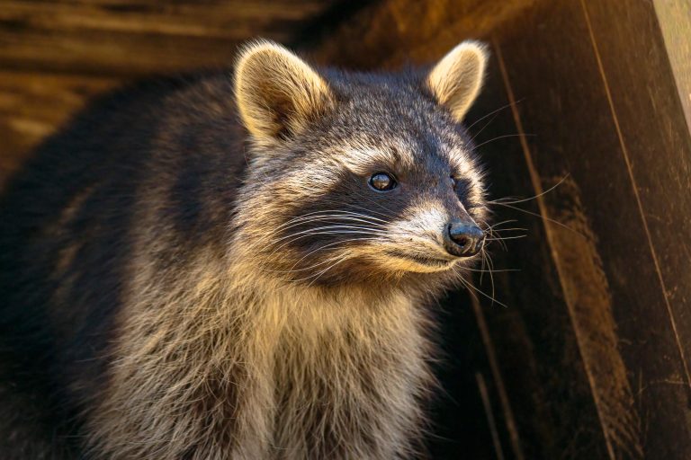raccoon hiding in attic raccoon hiding in attic
