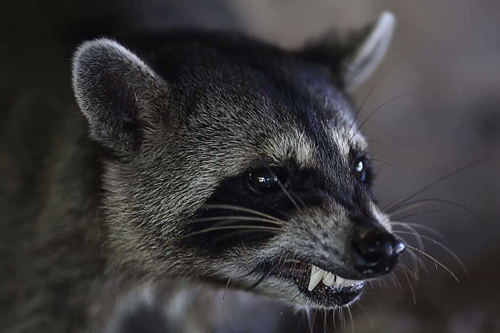 Keep Raccoons Away Naturally Blog OMNIS Pest Control