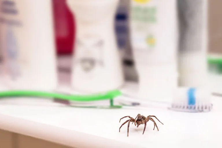 residential spider control in castle rock
