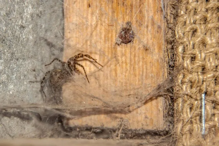 spider in web