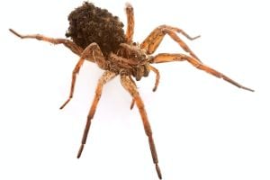 wolf spider with spiderlings on her back