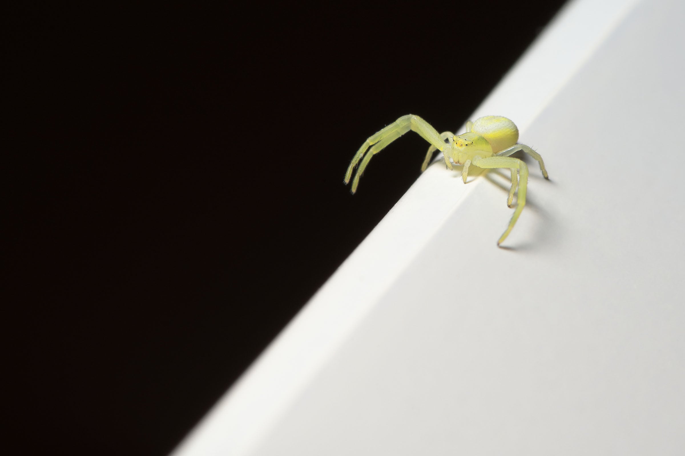 yellow sac spider control in Castle Rock