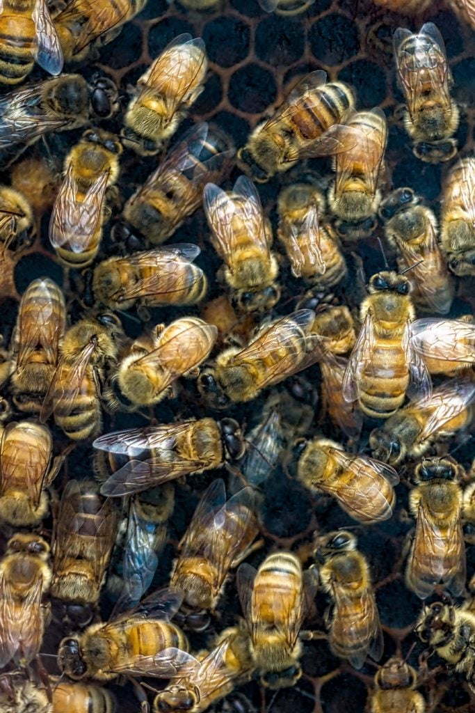 active bee hive for safe removal