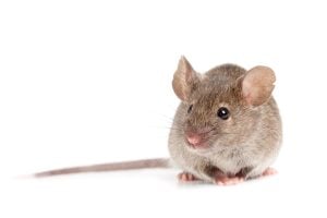 removing mice with OMNIS mouse control
