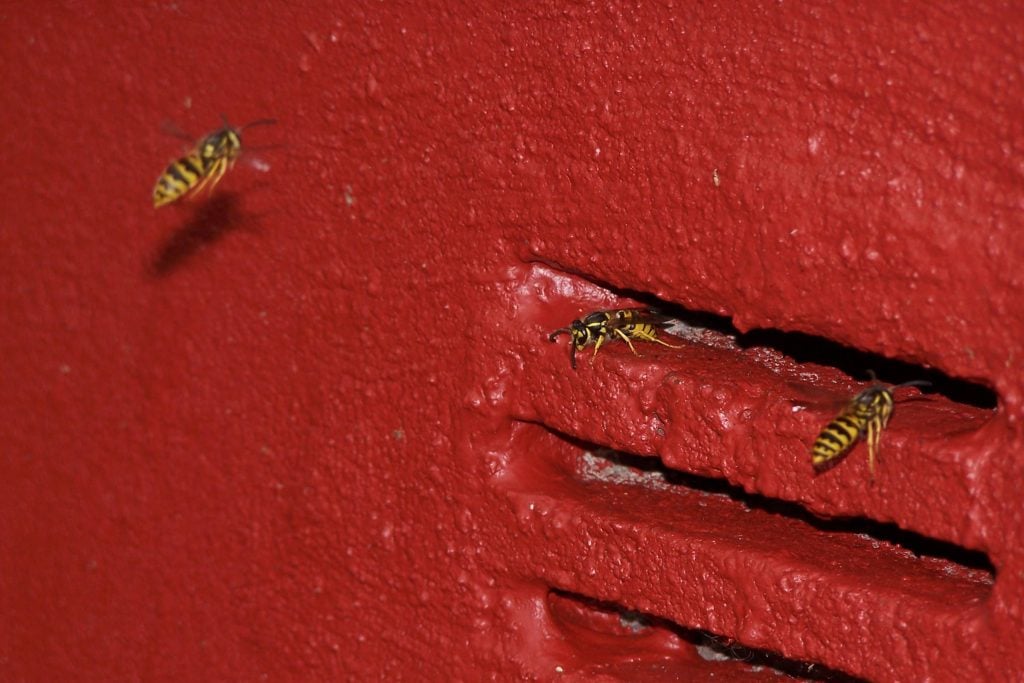 wasp control treatments