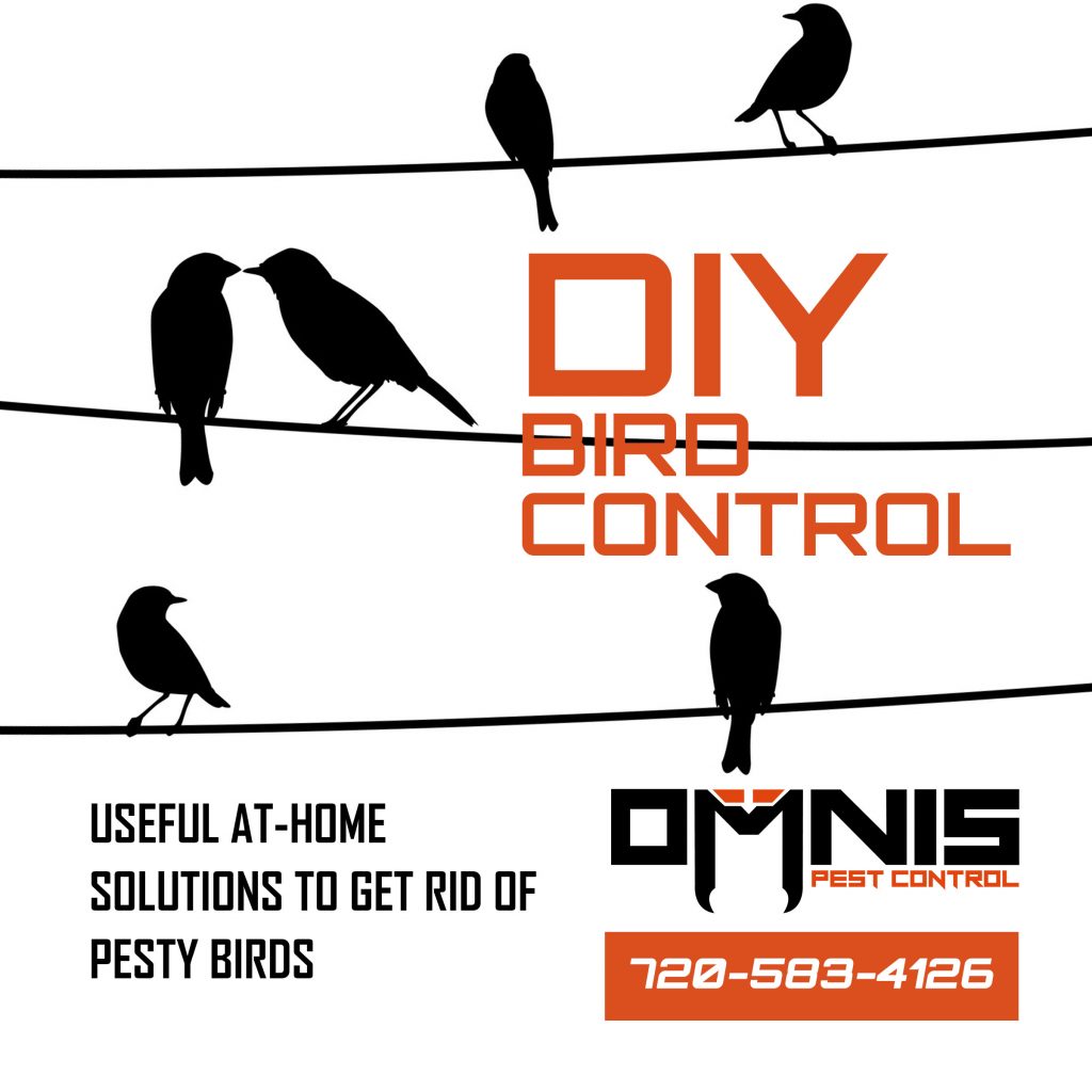 DIY Bird Control Methods