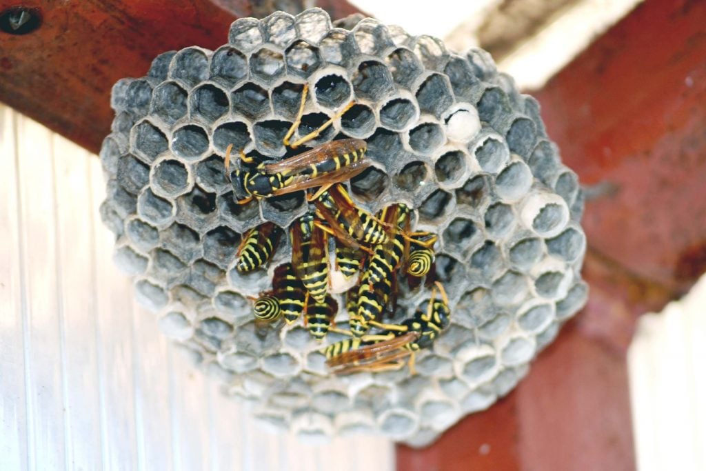 need help removing yellow jacket wasp nest off a commercial building 