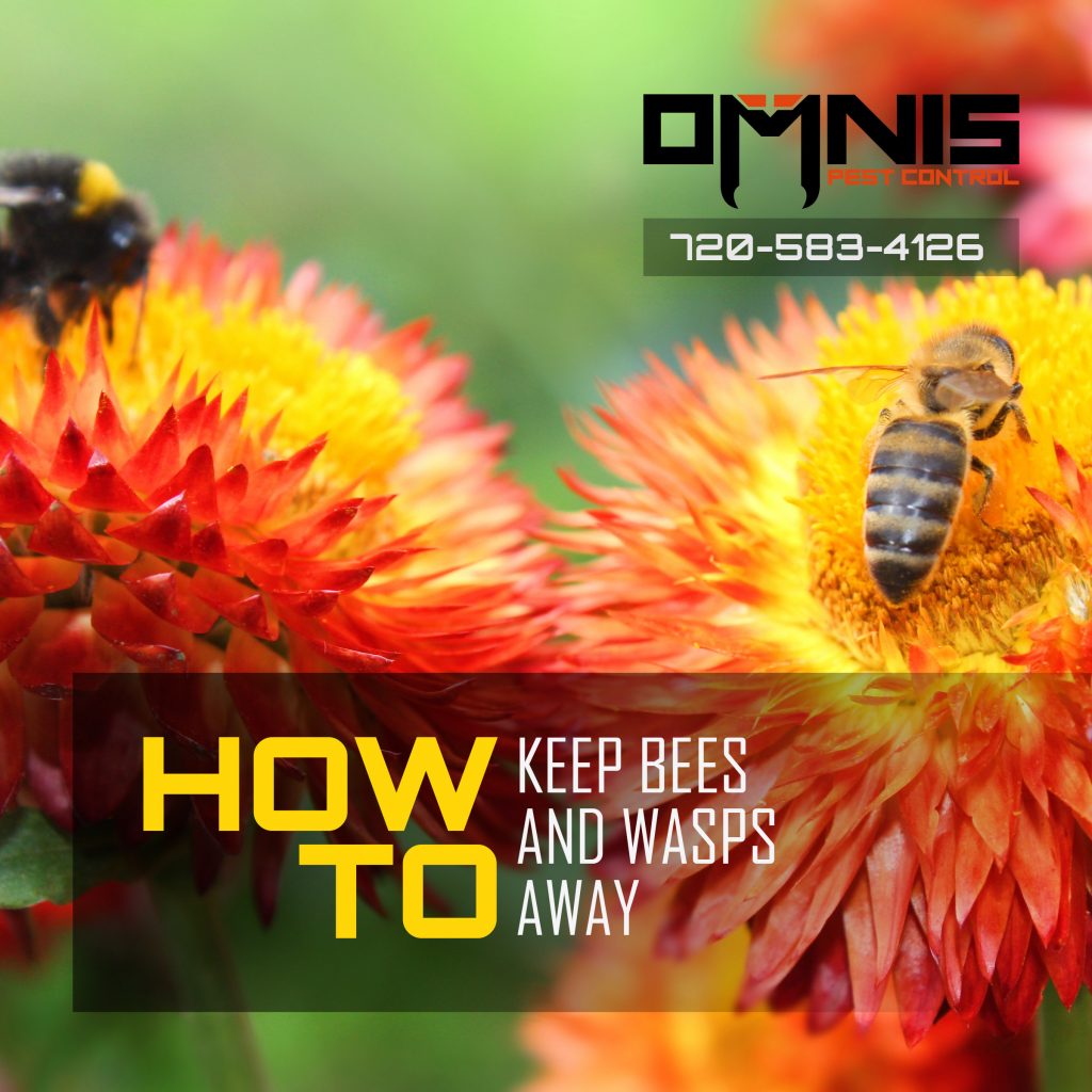 How Do You Keep Bees and Wasps Away?
