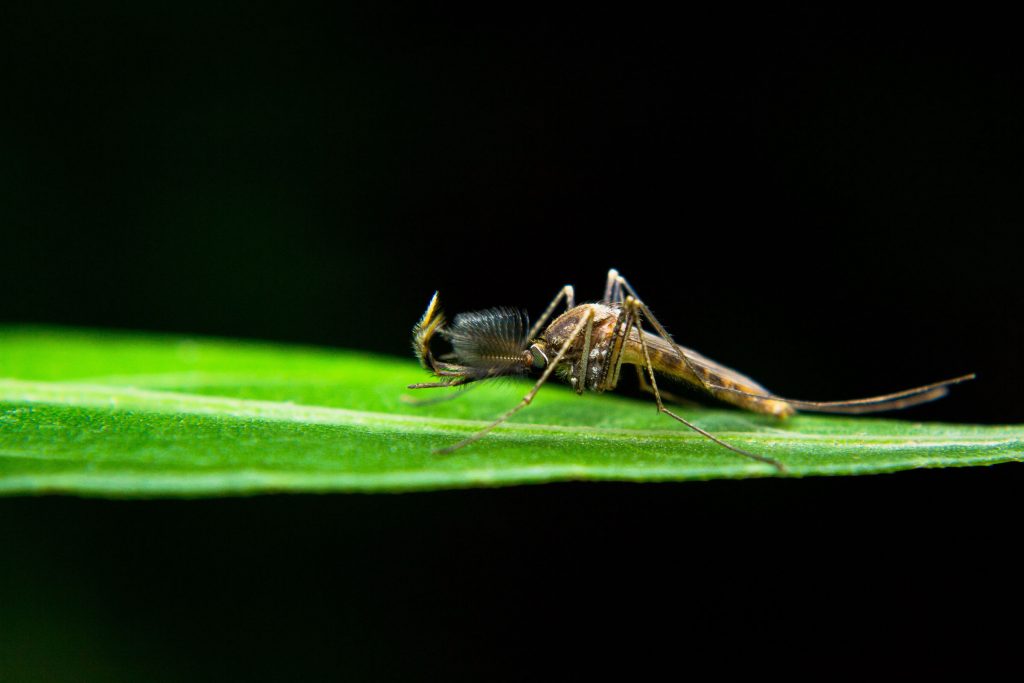 Female mosquito close up - Culex species