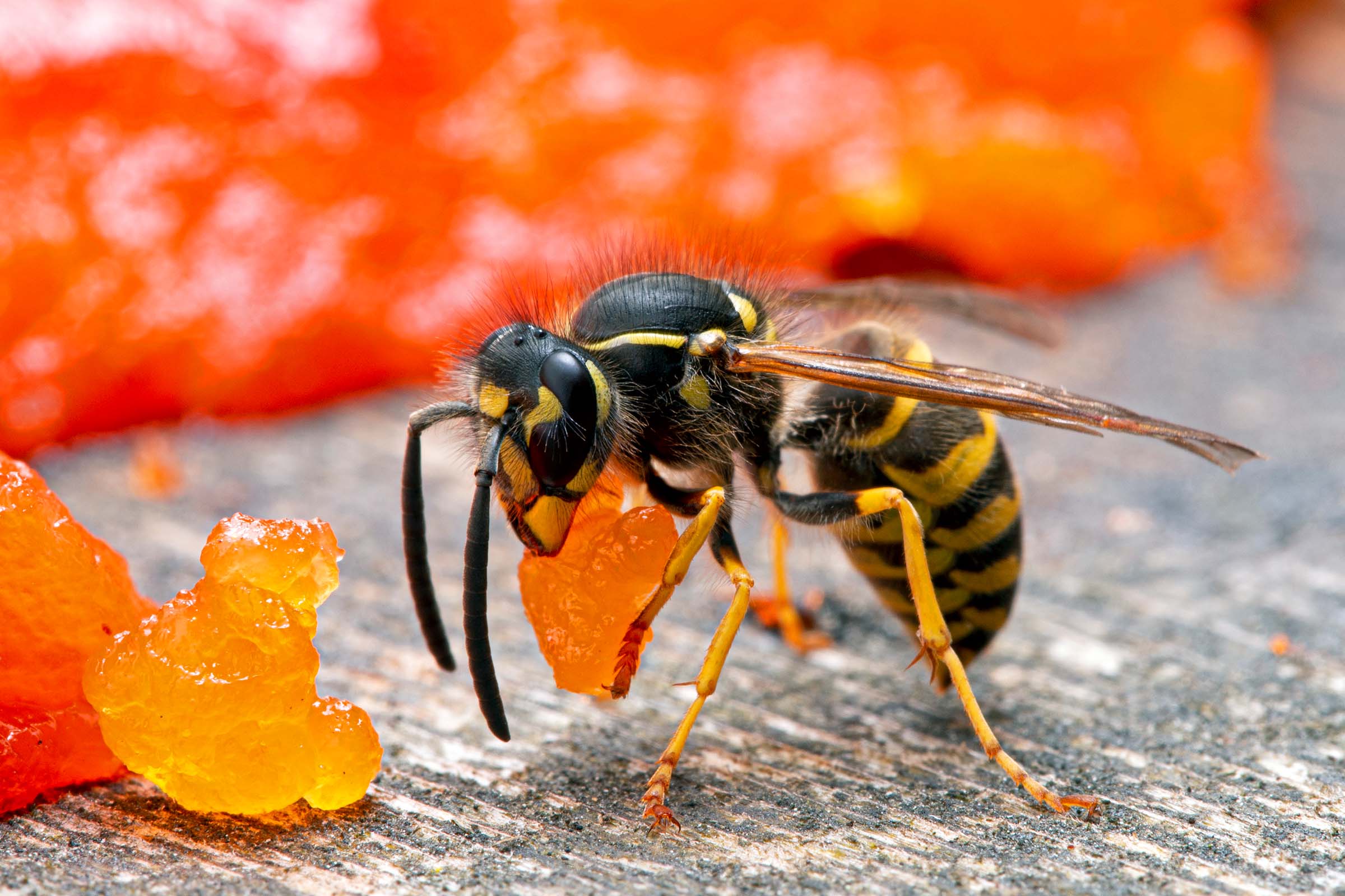 yellow jacket wasp eating uncooked salmon