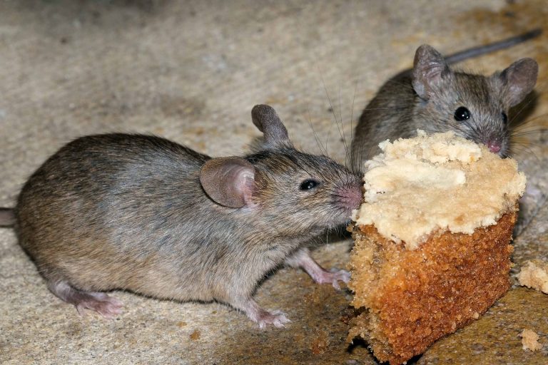 mice coming out from inside wall to eat crumbs