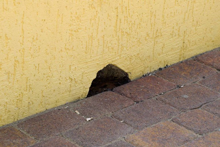 mice getting inside from hole outside wall mice getting inside from hole outside wall