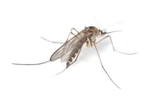 mosquito white background