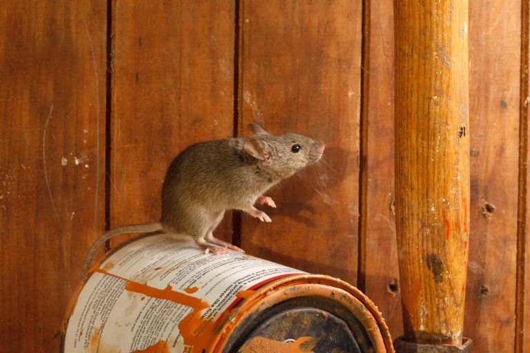 mouse coming out of walls at nighttime
