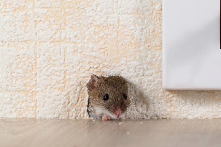 mouse inside wall popping head out mouse inside wall popping head out