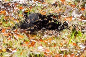 yellow jacket wasps make their nest underground