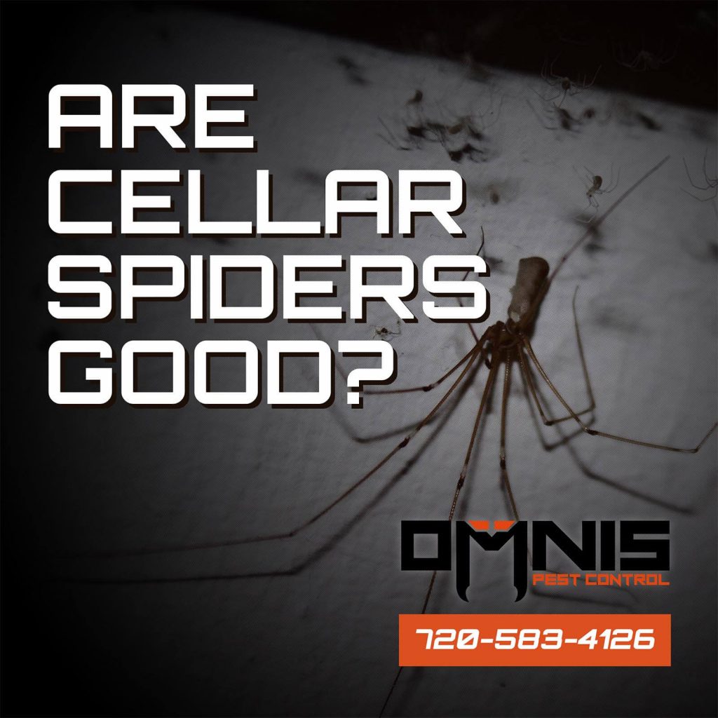 Are Cellar Spiders Good?