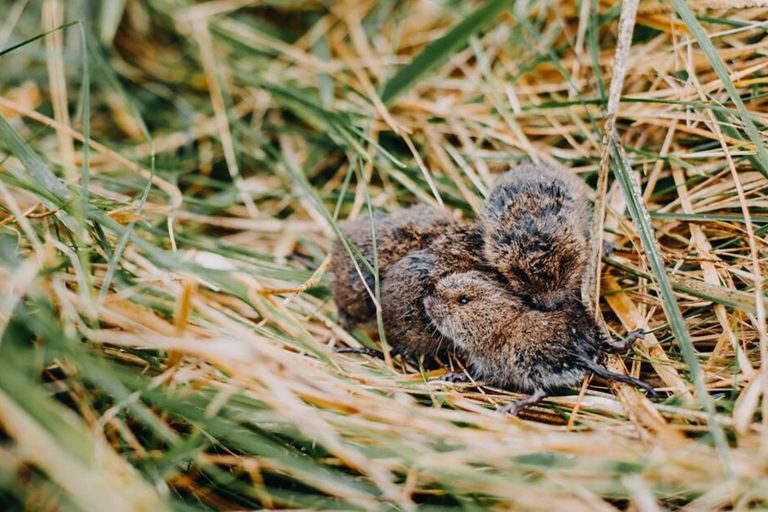 a colony of voles in grass a colony of voles in grass